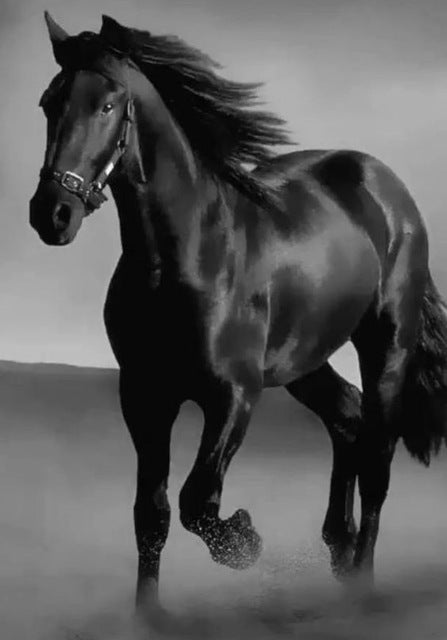 Schwarzer Hengst - Wanddekor