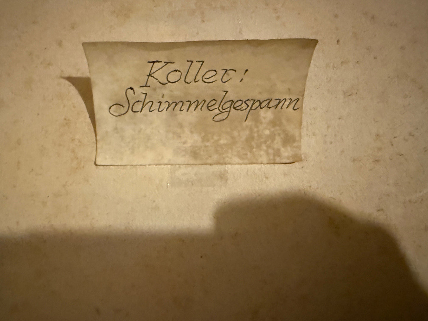 Rudolf Koller Schimmelgespann "machen Sie den Preis"
