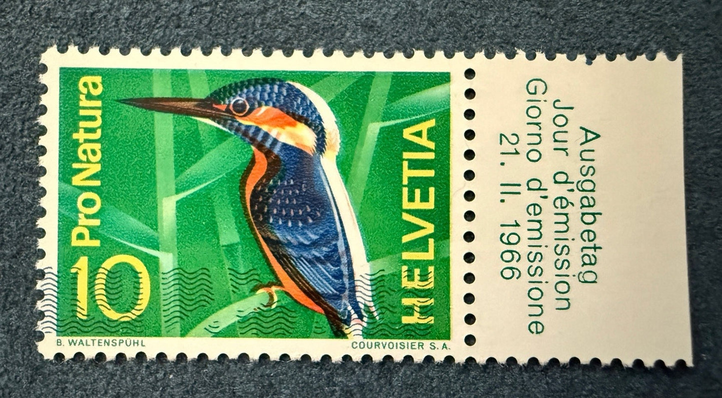 Eisvogel mit Schneepelz, breite Verschiebung (Versteigerung auf Ricardo ab 1 CHF)